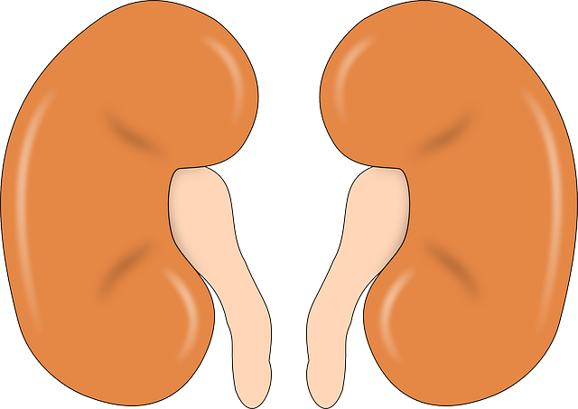 dvě ledviny
