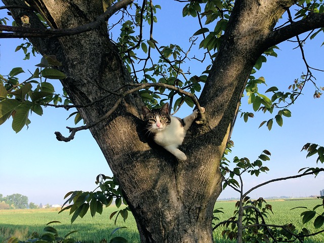 kočka na stromě